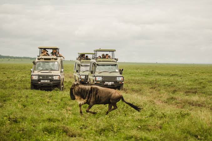 Big Five Safari Tanzania – 5 Days | Generous Tours & Safaris gallery 1